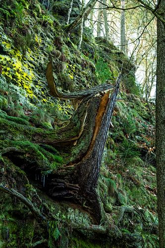 Boomstronk op een rotswand