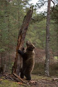 Europaeischer Braunbaer ( Ursus arctos ) sthet auf den Hinterfüßen aufgerichtet an einem Baumstamm, 