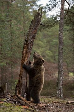 European Brown Bear ( Ursus arctos ), playful young cub, standing on hind legs in front of an old tr