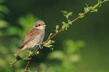 Red-backed Shrike ( Lanius collurio ) perching on an exposed branch of a hedge between green leaves,