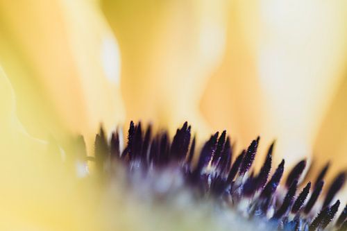 Sunflower in detail