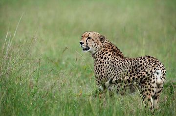 Cheetah op de Masai Mara van Louis en Astrid Drent Fotografie