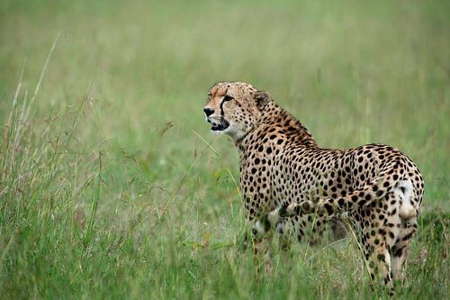 Cheetah on the Masai Mara