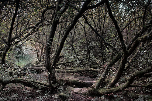 Là où les arbres se tordent - Forêt, mousse et lumière