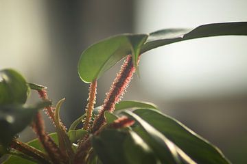Philodendron squamiferum von Nina van Vlaanderen