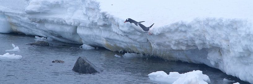 Jeronimo! Ezels-pinguïn neemt frisse duik in antarctische zee by Eric de Haan