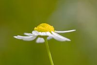 Echte kamille 'Matricaria chamomilla'
