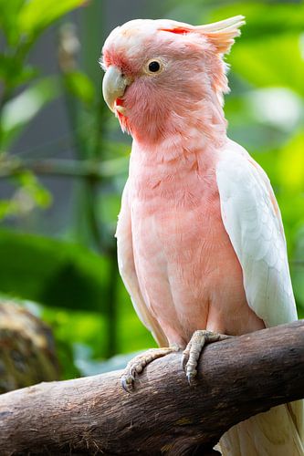 Pink cockatoo