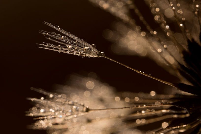 Alone with others: A fluff of warm colors closes in by Marjolijn van den Berg