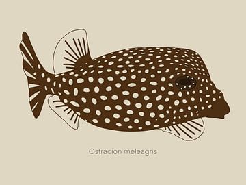 Eine Illustration des Weißgefleckten Kofferfisches von UMA Digital NL