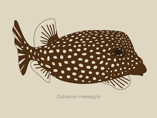 Eine Illustration des Weißgefleckten Kofferfisches