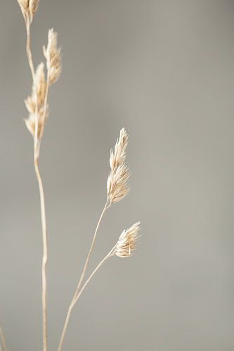 Zegge van Ellen Metz