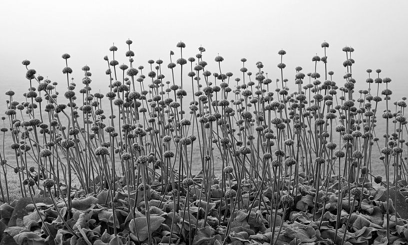Feuerkraut bei Frost in Schwarz und Weiß. von Jose Lok