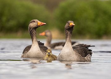 die kleine Gans ist gut geschützt