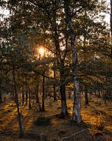 Sunset among the trees .