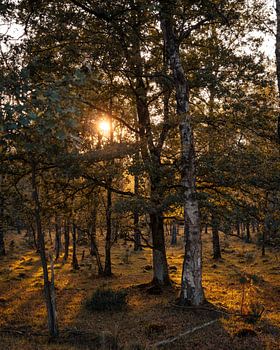 Sonnenuntergang zwischen den Bäumen .
