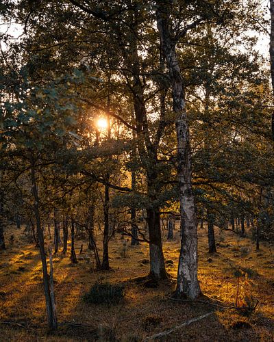 Sonnenuntergang zwischen den Bäumen .