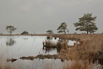 Dwingelderveld Landschaft Foto