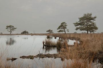 Dwingelderveld landschapfoto van Simone Zaal