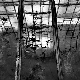 Normandy grapevine greenhouse