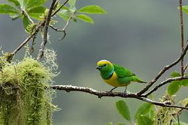 Golden-browed Chlorophonia by Eddy Kuipers