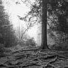 De Diepte van de Natuur: Wortels en Mistig Boslandschap van Hevonax Photography