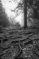 Nature's Depth: Roots and Misty Forest Landscape