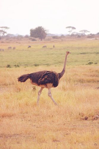 Lopende Struisvogel