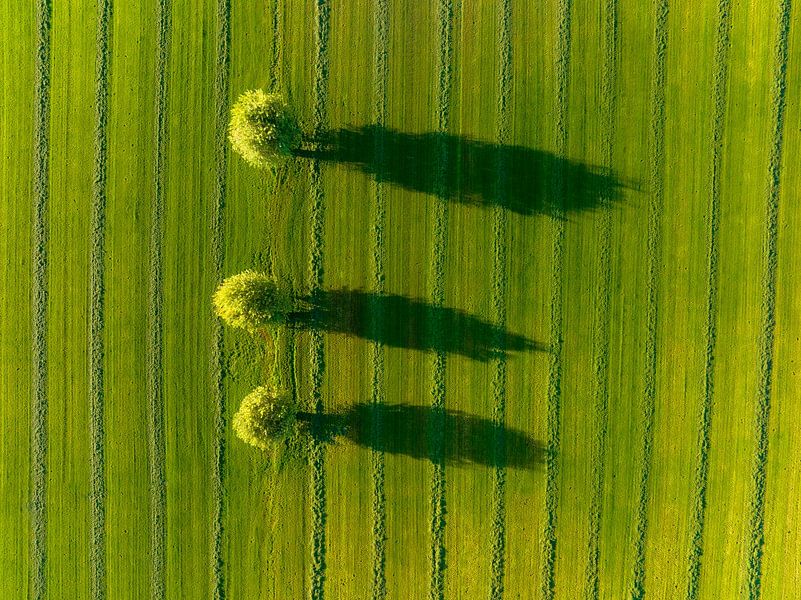 Saule dans une prairie fraîchement coupée, au lever du soleil. par Sjoerd van der Wal Photographie