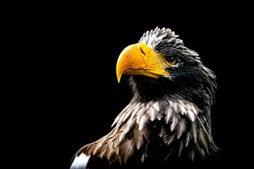 Bald eagle by Frames by Frank