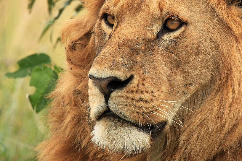 Mannetjesleeuw, Masai Mara National Park in Kenia, Afrika van Henny Hagenaars