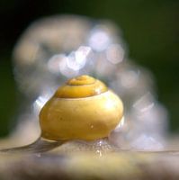 crystal snail