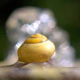 crystal snail by bob van den berg
