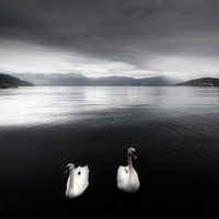 Swans on a lake in black and white in Norway