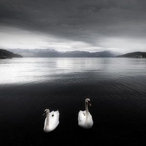 Schwäne auf einem See in Schwarz-Weiß in Norwegen von Bas Meelker