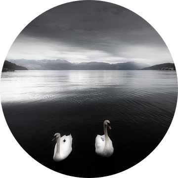 Zwanen op een meer in zwart-wit in Noorwegen van Bas Meelker