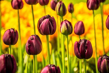 Paarse tulpen in het veld van Stedom Fotografie