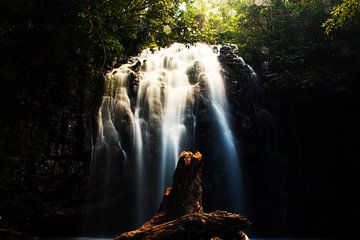 Forêt ensoleillée sur Walljar