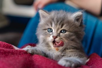Adorable little kitten named Siberian forest cat sits under food