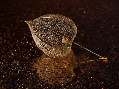 Het vergeten lampionnetje van Marjolijn van den Berg