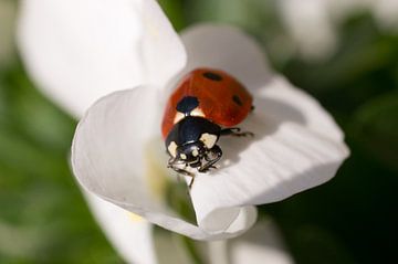 Op zoek naar de lunch van Jo Beerens