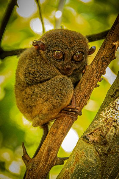 Tarsier, Bohol, Filipijnen van Travel Tips and Stories