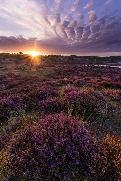 Heather bulbs at sunrise in the dunes by peterheinspictures