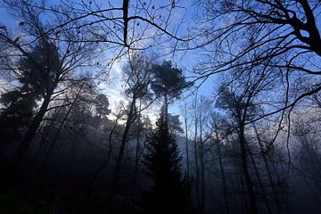 Forest in the fog