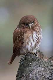 Brasil-Sperlingskauz * Ferruginous Pygmy Owl *, niedlicher Blick von wunderbare Erde