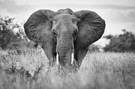 Portrait d'un éléphant à Kruger par Ed Dorrestein Aperçu