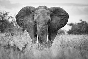 portret van een olifant in Kruger van Ed Dorrestein