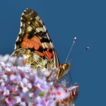 Geschilderde dame van Violetta Honkisz