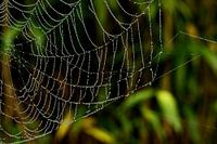 Spinnenweb