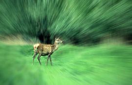 Hinde von Ronald Wilfred Jansen